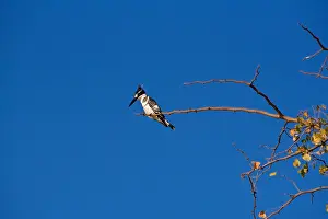 Avifauna Prints: Pied Kingfisher (Ceryle Rudis)