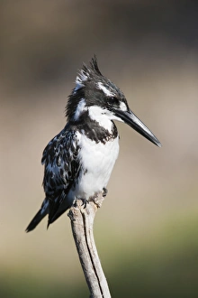 King Fisher Prints: Pied kingfisher (Ceryle rudis), Intaka Island, Cape Town, South Africa, Africa