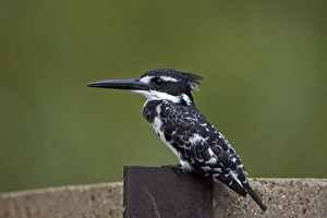 Ceryle Rudis Prints: Pied kingfisher (Ceryle rudis), Kruger National Park, South Africa, Africa