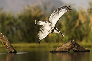Wildlife Reserve Prints: Pied kingfisher (Ceryle rudis) diving, Zimanga private game reserve, KwaZulu-Natal