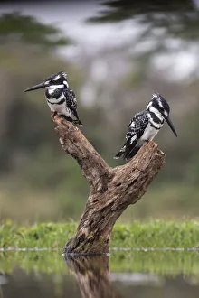 Male Animal Prints: Pied kingfisher (Ceryle rudis) males, Zimanga private game reserve, KwaZulu-Natal