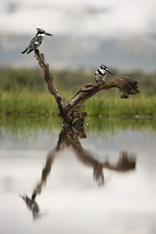 Kwazulu Natal Prints: Pied kingfishers (Ceryle rudis), Zimanga Private Game Reserve, KwaZulu-Natal, South Africa