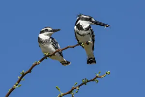 Gorgeous Prints: Pied kingfishers (Ceryle rudis), Chobe National Park, Botswana, Africa