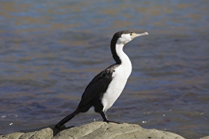Canterbury Prints: Pied shag (Phalacrocorax varius), Kaikoura, Canterbury, South Island, New Zealand