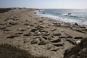 Large Group Of Animals Prints: Piedras Blancas Elephant Seal Rookery