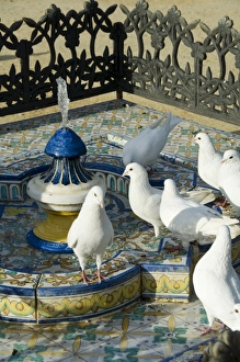 Pigeon Prints: Pigeons at Plaza de America