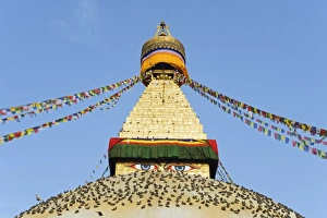 Images Dated 19th April 2010: Pigeons and prayer flags on Boudha Stupa (Chorten Chempo), Boudhanath, Kathmandu