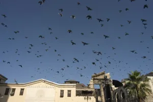 Damascus Prints: Pigeons in Umayyad Mosque courtyard