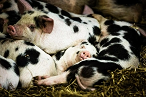 Piglets in Gloucestershire, England, United Kingdom, Europe