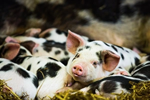 Lying On Front Prints: Piglets in Gloucestershire, England, United Kingdom, Europe