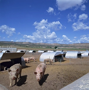 Colorado Prints: Pigs and metal styes on a pig farm in Colorado