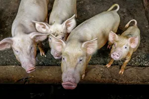 Senegal Prints: Pigs raised in Nguekhokh, Senegal, West Africa, Africa