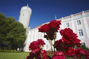 Images Dated 21st August 2009: Pikk Hermann (Tall Hermann) Tower at Toompea Castle, Toompea, Tallinn, Estonia