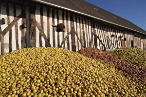 Calvados Prints: Piles of cider apples used for making calvados, Domaine Coeur de Lion, Normandie