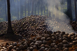 Koh Samui Prints: Piles of coconuts on Koh Samui
