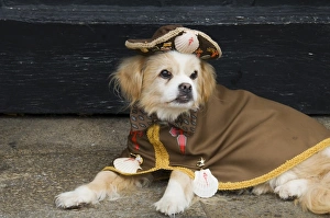 Coat Prints: Pilgrim dog