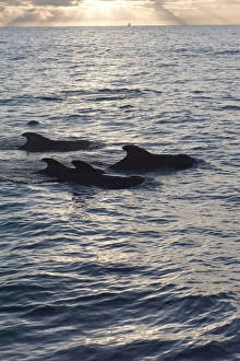 Dominica Prints: Pilot whales off the coast of Dominica, West Indies, Caribbean, Central America