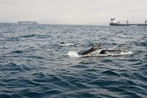 Pilot whales in the Straits of Gibraltar, Europe