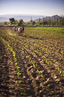 Pulling Prints: Pimiento farmer farming at sunrise in the Cachi Valley, Calchaqui Valleys, Salta Province