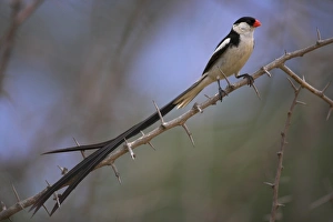 Gentle Prints: Pin-tailed whydah (Vidua macroura)