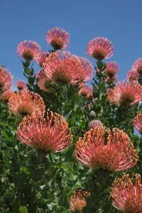 Petal Prints: Pincushion protea (Leucospermum cordifolium), Kirstenbosch Botanical Gardens, Cape Town