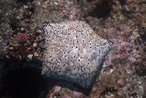 Star Fish Prints: Pincushion Sea Star (Culcita novaeguineae), Mozambique, Africa