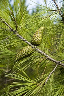 Cone Prints: Pine cones and needles
