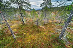 Pine Tree Prints: Pine forest, autumn colour, Anderdalen National Park