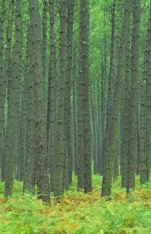 Fern Prints: Pine Forest, Landes, Aquitaine, France