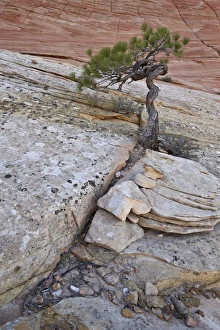 Emergence Prints: Pine growing on a sandstone hill