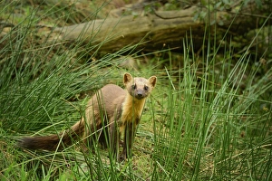 Concentration Prints: Pine marten (Martes martes), Devon, England, United Kingdom, Europe