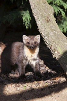 Images Dated 13th October 2009: Pine marten (Martes martes) female in captivity, United Kingdom, Europe
