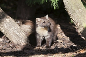Images Dated 13th October 2009: Pine marten (Martes martes) female in captivity, United Kingdom, Europe