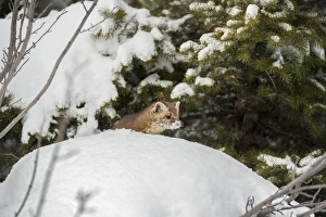 Montana Prints: Pine marten (Martes martes), Montana, United States of America, North America