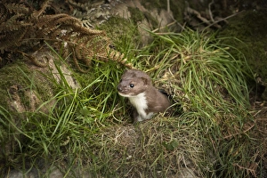 Fern Prints: Pine Marten, mustalid, United Kingdom, Europe