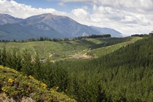 Pinaceae Prints: Pine plantation for logging industry, near Nelson, South Island, New Zealand, Pacific