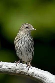 Images Dated 5th March 2009: Pine siskin (Carduelis pinus), near Saanich, British Columbia, Canada, North America