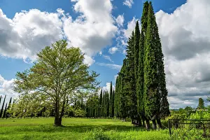 Bright Prints: Pine tree alley in a lush field under a blue sky with clouds in Abkhazia, Russia
