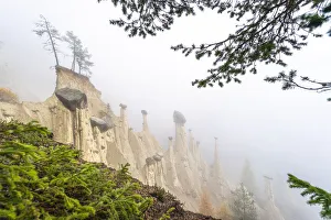 Bolzano Prints: Pine tree branches in the nature park of the Earth Pyramids, Perca (Percha)