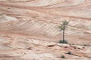 One Tree Prints: Pine tree and bushes growing on slickrock