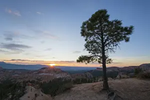 Pine tree on clifftop above the Queens Garden near Sunrise Point, sunrise