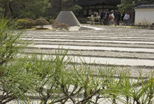 Pine tree in foreground