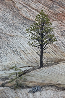 Ledge Prints: Pine tree growing on a sandstone ledge