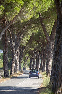 Rural Roads Prints: Pine tree lined road with car travelling along it, Tuscany, Italy, Europe