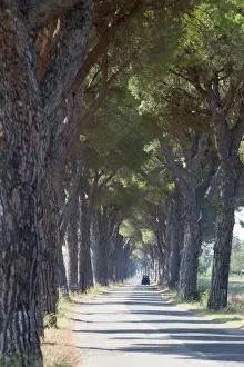 Pine tree lined road with small Piaggio three wheeled van travelling along it, Tuscany, Italy, Europe