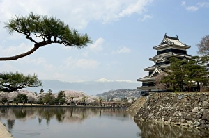 Nagano Prints: Pine tree, Matsumoto Castle