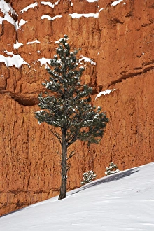 Mother Nature Prints: Pine tree in front of red-rock face with snow on the ground