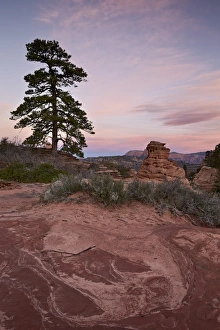 Pinnacle Prints: Pine tree and sandstone at dawn with pink clouds, Zion National Park, Utah, United