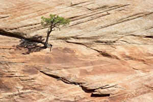 One Tree Prints: Pine tree on a slickrock face