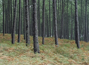 Pine tree trunks, Landes forest, near Lit et Mixe, Landes, Aquitaine, France, Europe